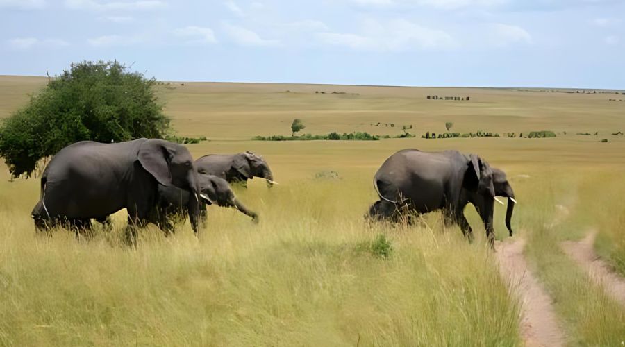 Elephants in Kenya